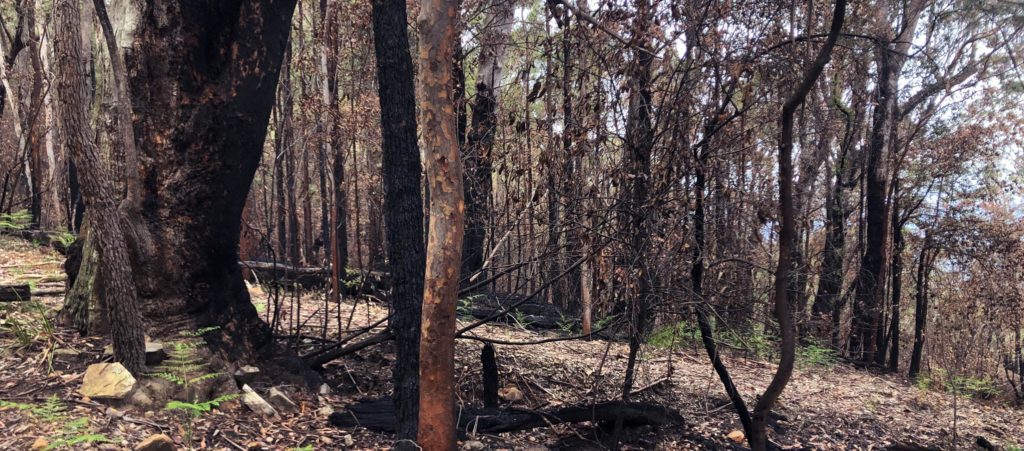 Trailrunning Blue Mountains Bushfire