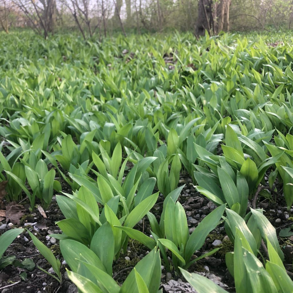 Bärlauch im Englischen Garten