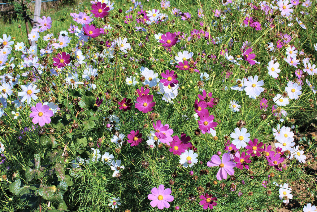 Falkensteiner Stegersbach Blumen