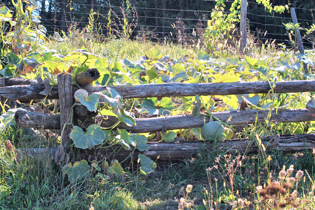 Falkensteiner Stegersbach Permakulturgarten