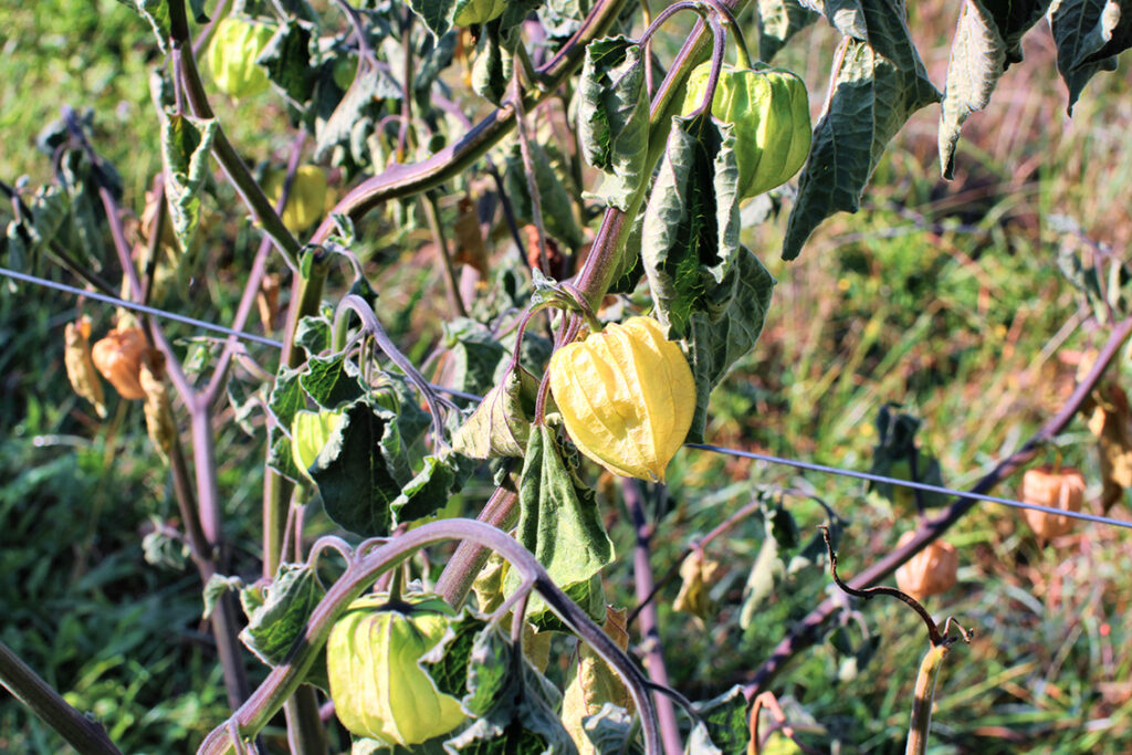 Physalis