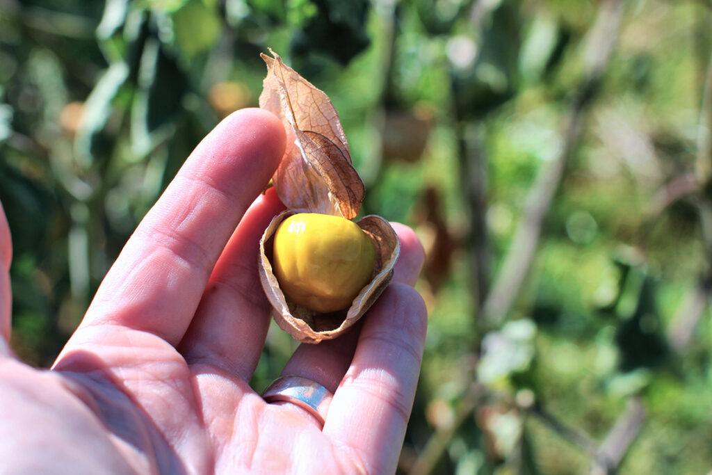 Physalis