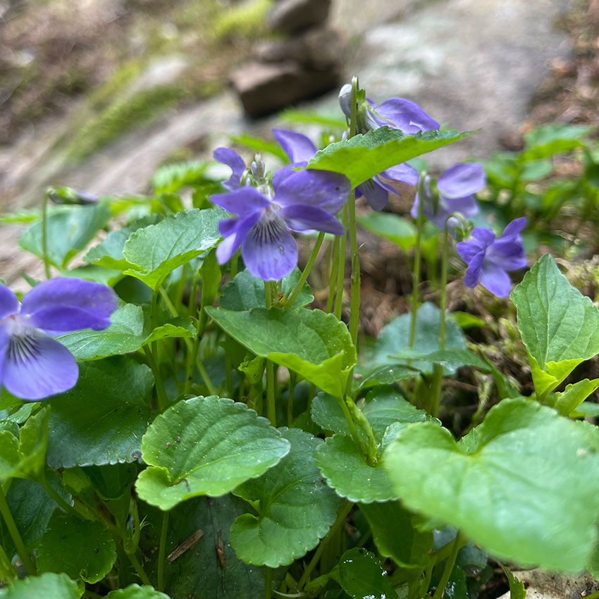 Frühlingsblumen