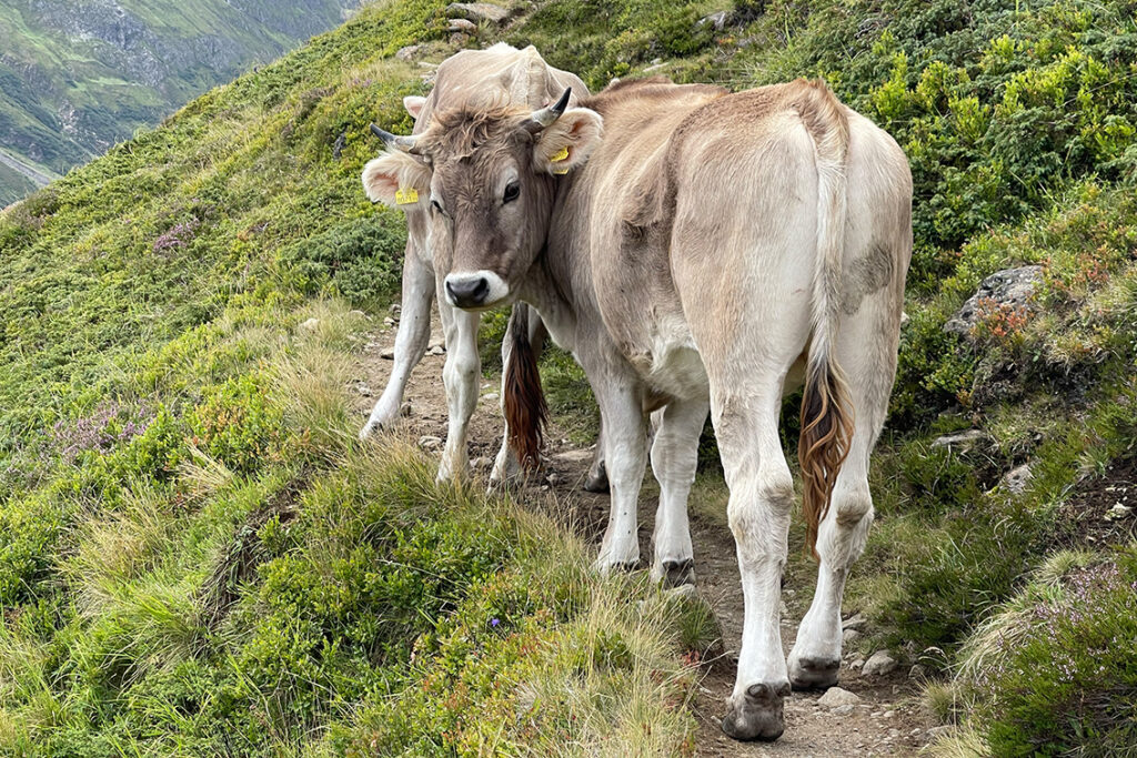 Taschachhaus Runde | Pitztal