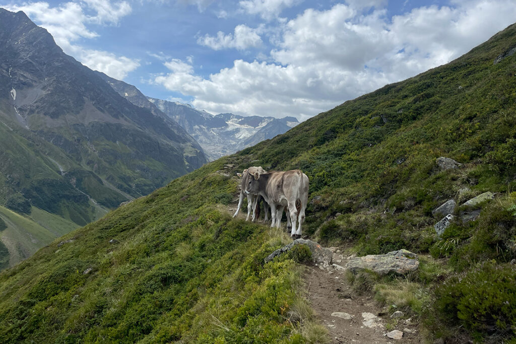 Taschachhaus Runde | Pitztal