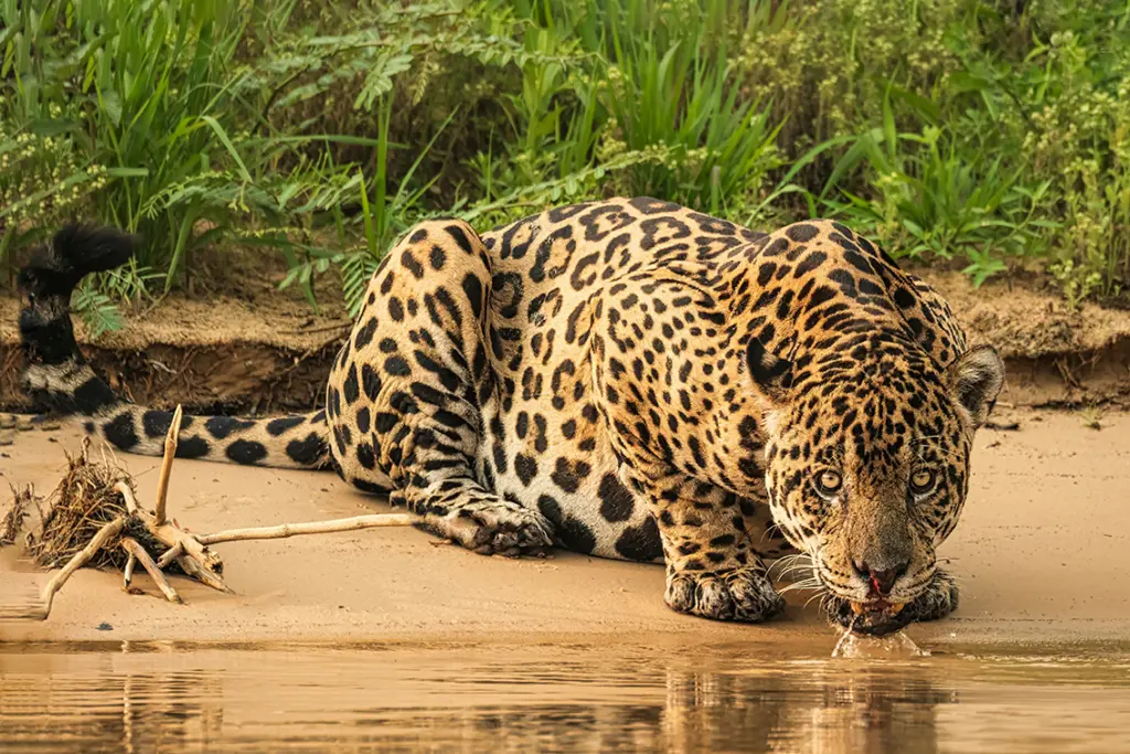 Brasilien-Gruppenreisen Jaguar